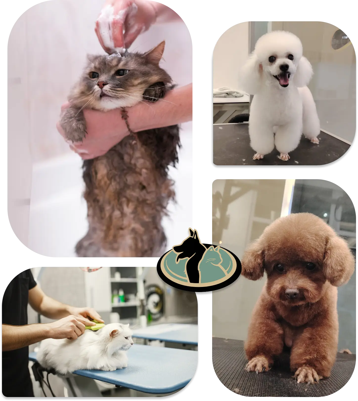 grooming presentation